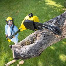 Organic Lawn Care Solutions in Aetna Estates, CO