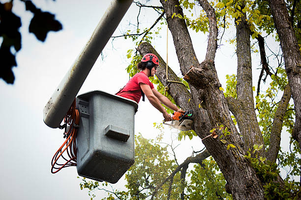 Trusted Aetna Estates, CO Tree Care Services Experts